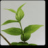 Harsingar Plant / Parijat Plant